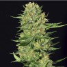 VENENO · Eva Seeds · semillas de marihuana · Fem