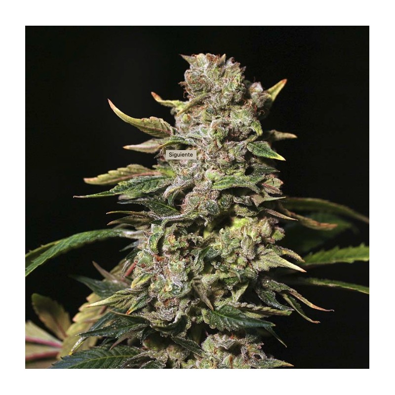 TNT KUSH · Eva Seeds · semillas de marihuana · Fem