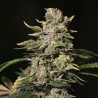 TNT KUSH · Eva Seeds · semillas de marihuana · Fem