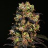 PINK PLANT · Eva Seeds · semillas de marihuana · Fem