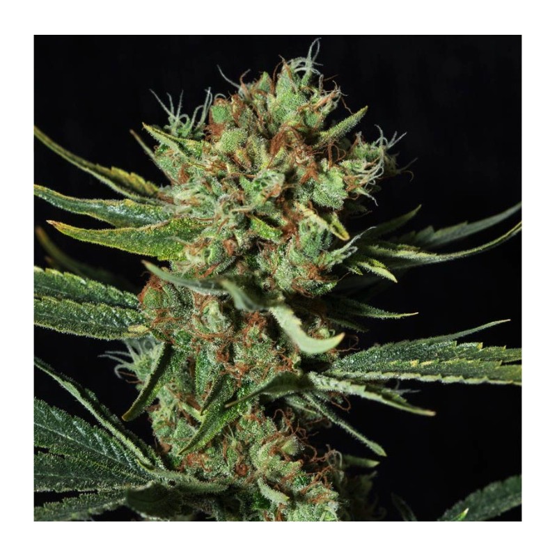 ONLY CBD · Eva Seeds · semillas de marihuana · Fem