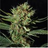 ONLY CBD · Eva Seeds · semillas de marihuana · Fem