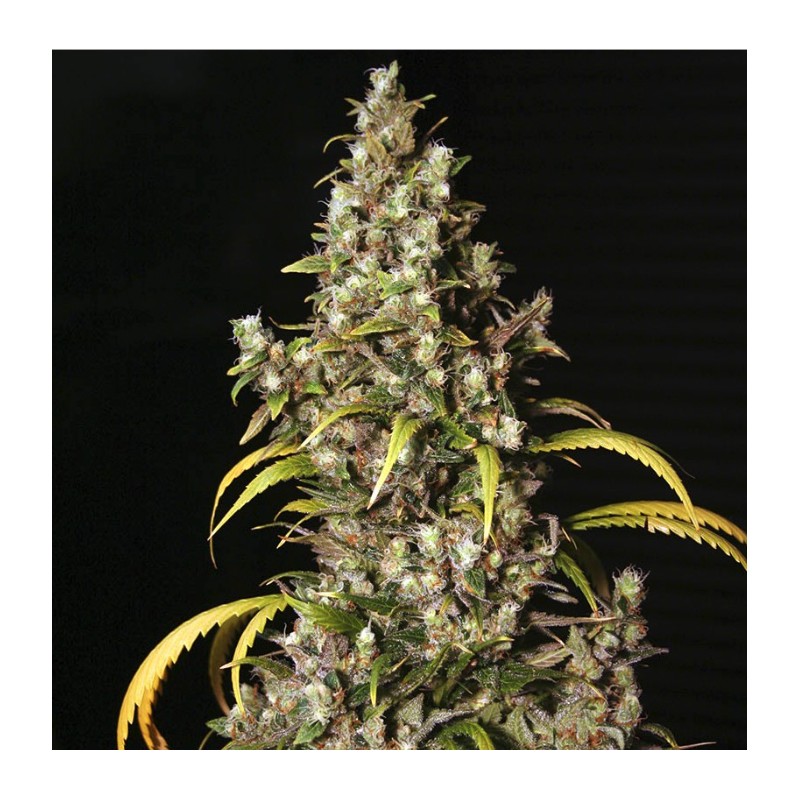 MONSTER · Eva Seeds · semi di canapa  · Fem