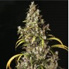 MONSTER · Eva Seeds · semillas de marihuana  · Fem
