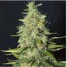 MONSTER CBD · Eva Seeds · semillas de marihuana · Fem