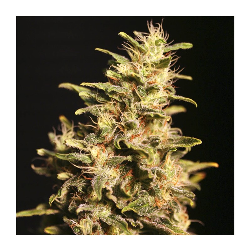 MISSING IN BARCELONA · Eva Seeds · semillas de marihuana  · Fem