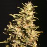 MISSING IN BARCELONA · Eva Seeds · semillas de marihuana  · Fem