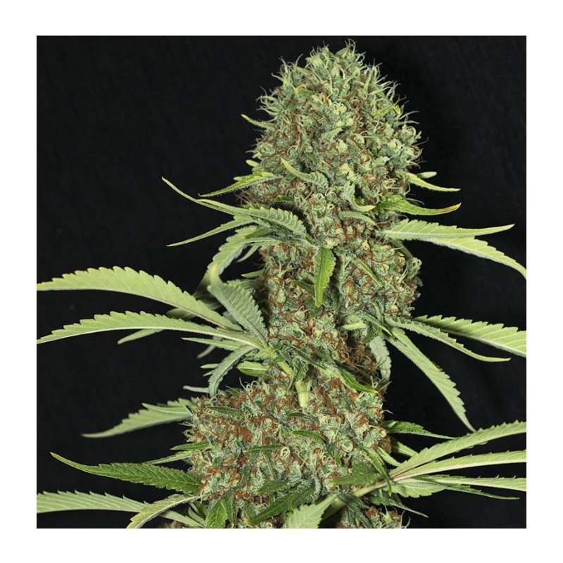 JAMAICAN DREAM · Eva Seeds · semillas de marihuana · Fem