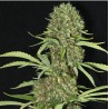 JAMAICAN DREAM · Eva Seeds · semillas de marihuana · Fem