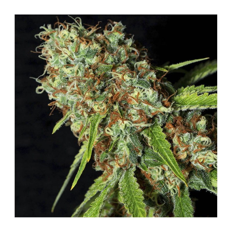 JAMAICAN DREAM CBD · Eva Seeds · semillas de marihuana · Fem