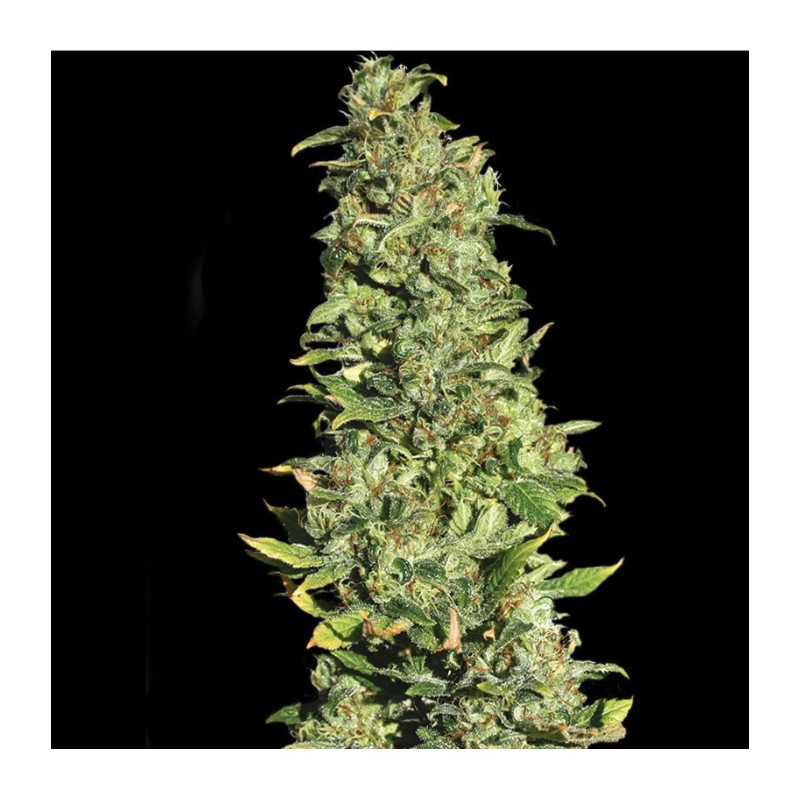 HIGH LEVEL · Eva Seeds · semillas de marihuana · Fem