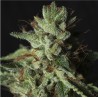 GORILLA CANDY · Eva Seeds · semillas de marihuana · Fem