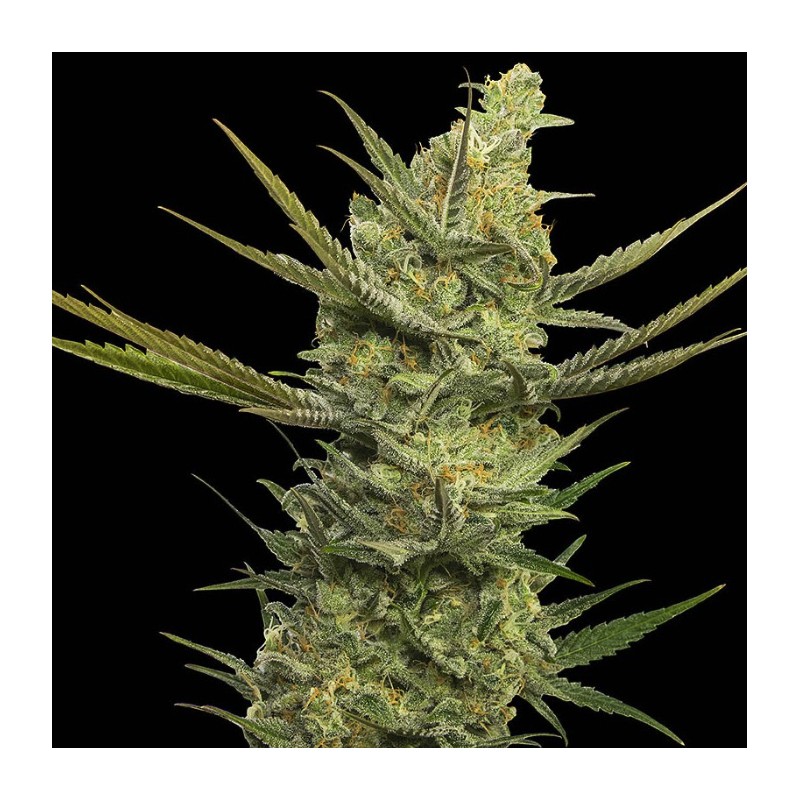 GIPSY HAZE · Eva Seeds · semillas de marihuana · Fem