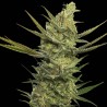 GIPSY HAZE · Eva Seeds · cannabis seeds · Fem