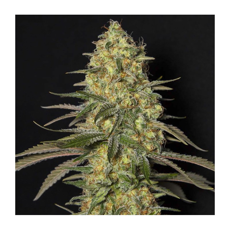 BLACK DREAM · Eva Seeds · semi di canapa  · Fem