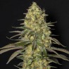 BLACK DREAM · Eva Seeds · semillas de marihuana  · Fem