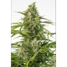 CHEESE CBD AUTO · Dinafem · semillas de marihuana · AutoFem