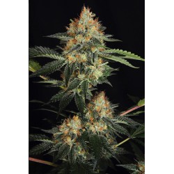 DINACHEM · Dinafem · semillas de marihuana  · Fem