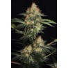 DINACHEM · Dinafem · semillas de marihuana  · Fem
