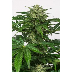 HAZE AUTO CBD · Dinafem · semi di canapa  · AutoFem