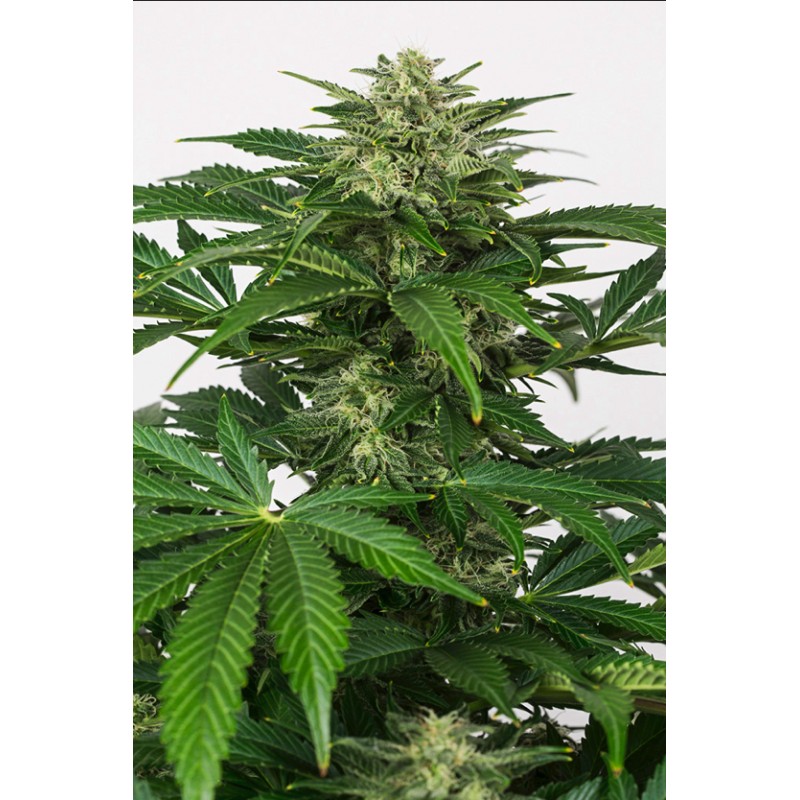 HAZE AUTO CBD · Dinafem · semi di canapa  · AutoFem