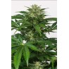 HAZE AUTO CBD · Dinafem · cannabis seeds · AutoFem