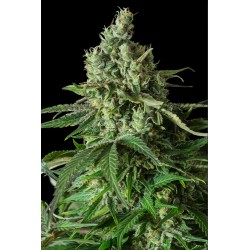 MOBY DICK CBD · Dinafem · semillas de marihuana · Fem
