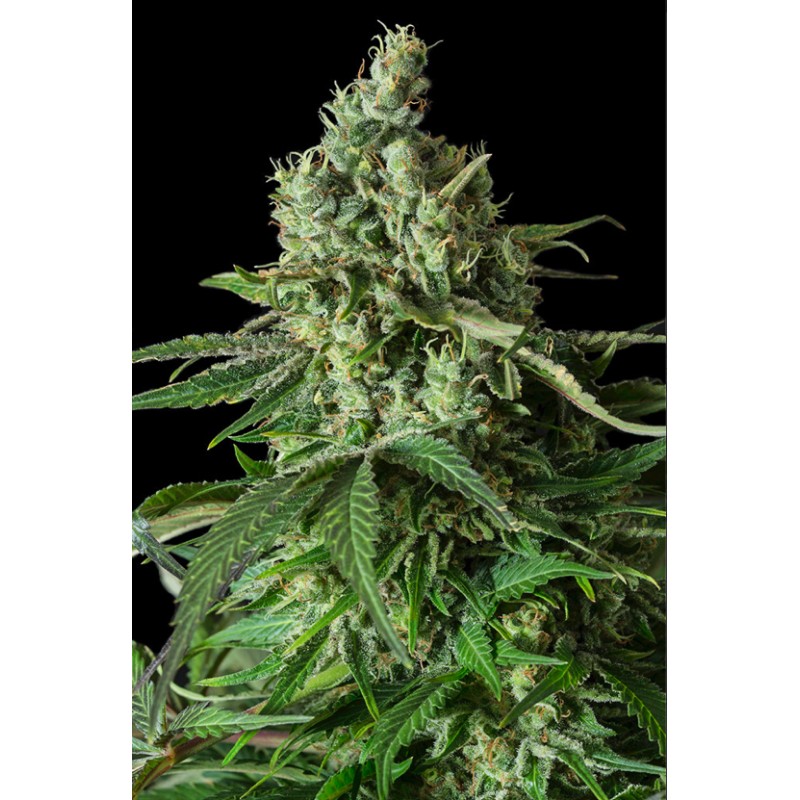 MOBY DICK CBD · Dinafem · semillas de marihuana · Fem