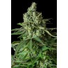 MOBY DICK CBD · Dinafem · cannabis seeds · Fem