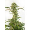 OG KUSH AUTO CBD · Dinafem · semi di canapa · AutoFem