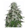 BLUEBERRY · Dr Green Seeds · bulk cannabis seeds · Fem