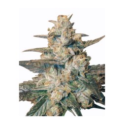 AUTO BLUEBERRY · Dr Green Seeds · bulk cannabis seeds · AutoFem