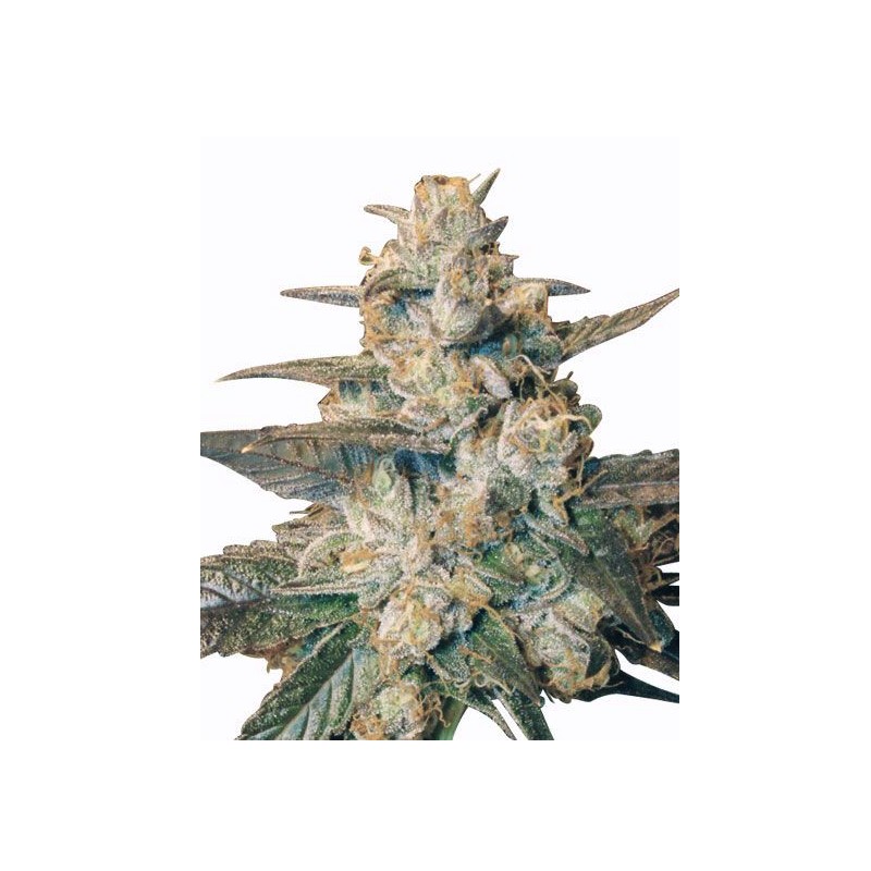 AUTO BLUEBERRY· Dr Green Seeds · semillas de marihuana a granel · AutoFem