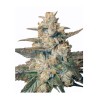 AUTO BLUEBERRY· Dr Green Seeds · semillas de marihuana a granel · AutoFem