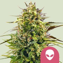 ALIEN OG · Royal Queen Seeds · cannabis seeds · Fem