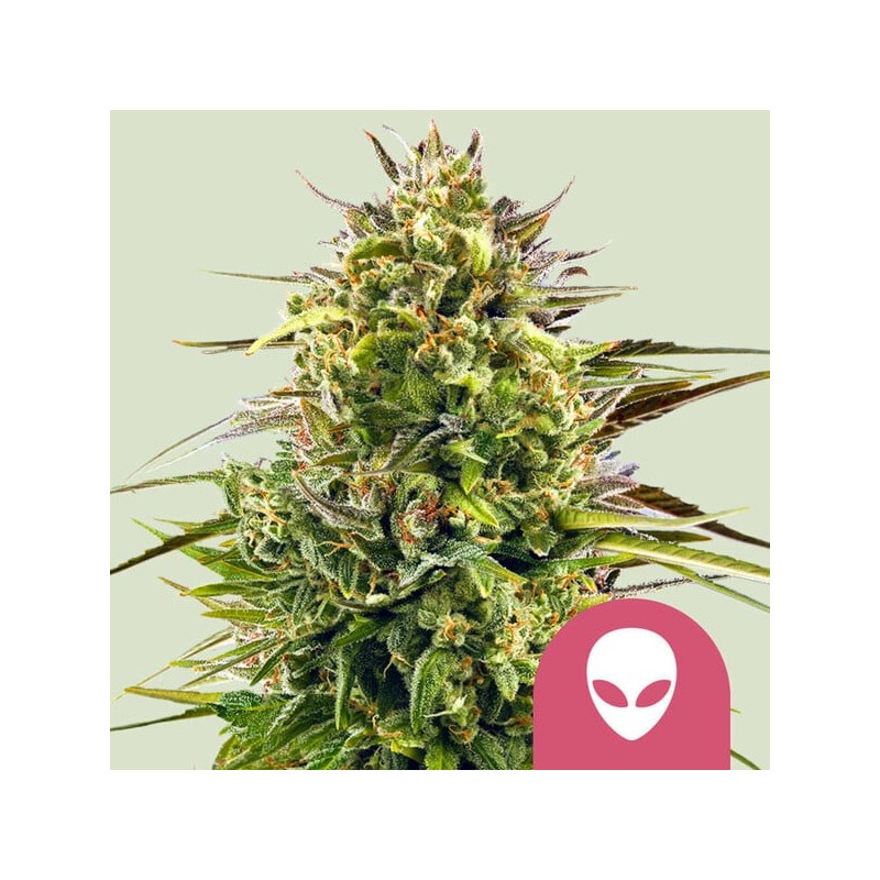ALIEN OG · Royal Queen Seeds · semillas de marihuana · Fem