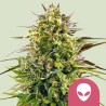 ALIEN OG · Royal Queen Seeds · semi di canapa indiana · Fem