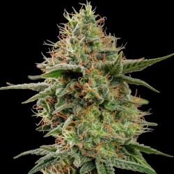APPLE FRITTER · Royal Queen Seeds · semillas de marihuana · Fem