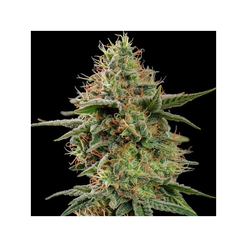 APPLE FRITTER · Royal Queen Seeds · semillas de marihuana · Fem