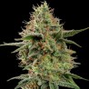 APPLE FRITTER · Royal Queen Seeds · semi di canapa indiana · Fem