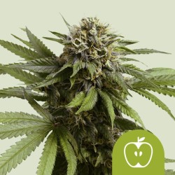 APPLE FRITTER AUTO · Royal Queen Seeds · cannabis seeds · AutoFem