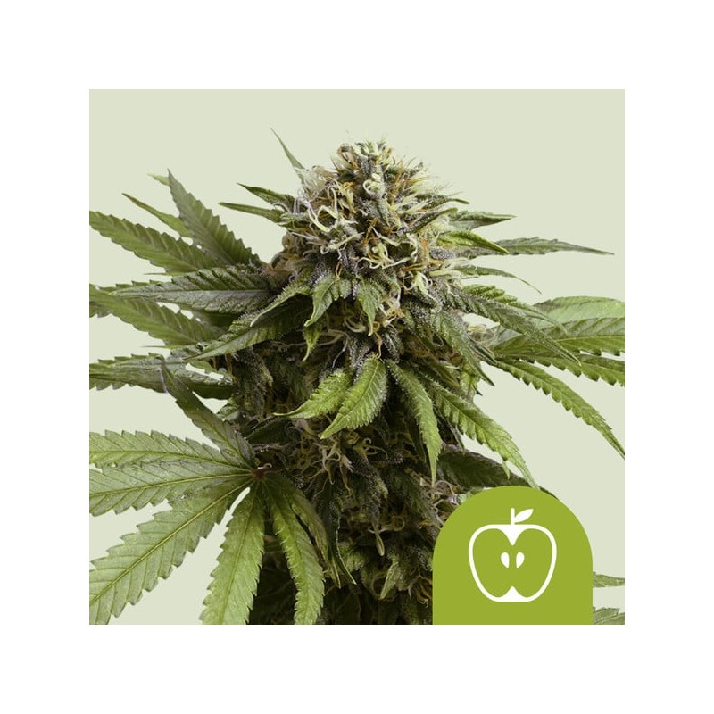APPLE FRITTER AUTO · Royal Queen Seeds · semi di canapa indiana · AutoFem