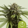 APPLE FRITTER AUTO · Royal Queen Seeds · cannabis seeds · AutoFem
