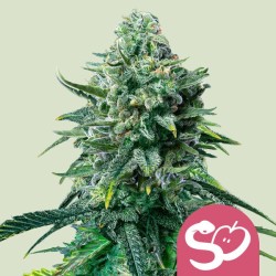 FORBIDDEN FRUIT · Royal Queen Seeds · cannabis seeds · Fem