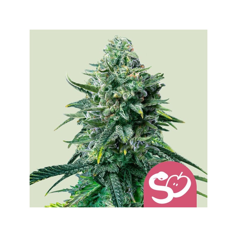 FORBIDDEN FRUIT · Royal Queen Seeds · semi di canapa indiana · Fem