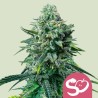 FORBIDDEN FRUIT · Royal Queen Seeds · semi di canapa indiana · Fem