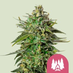 LARRY OG · Royal Queen Seeds · semillas de marihuana · Fem