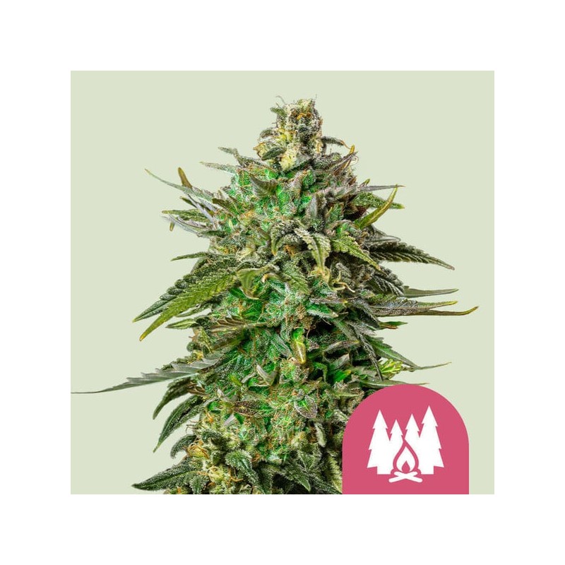 LARRY OG · Royal Queen Seeds · semi di canapa indiana · Fem