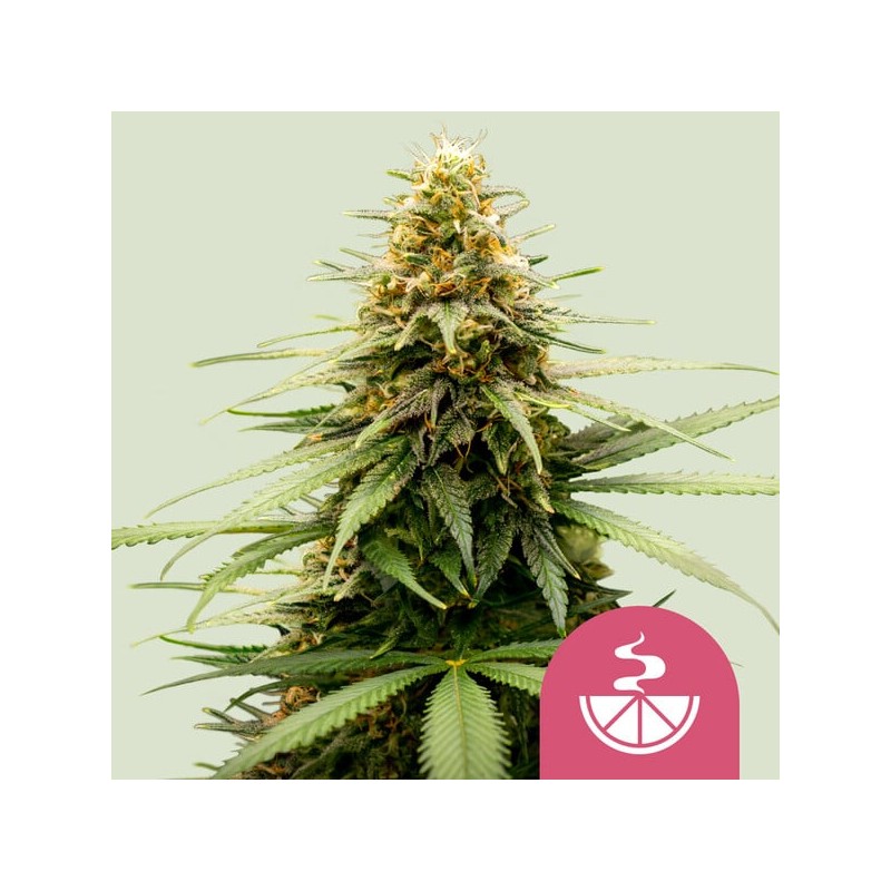 LEMON SKUNK · Royal Queen Seeds · semi di canapa indiana · Fem