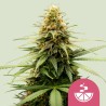 LEMON SKUNK · Royal Queen Seeds · semillas de marihuana · Fem